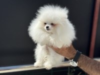 Show kalite tea cup pomeranian boo  yavrular
