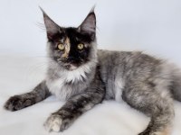 XL Mainecoon Yavruları