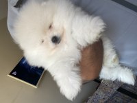 Sağlık ve ırk garantili pomeranian