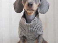 EXOTİC DACHSHUND YAVRULARI 