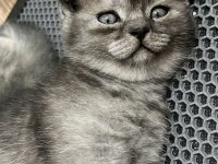 Tüm eğitimleri tam olan scottish fold