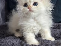 British longhair golden bebek