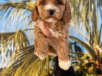 RUHSATLI İŞLETMEDEN MALTİPOO BEBEKLERİM