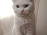 British shorthair kırık kulak kedimiz