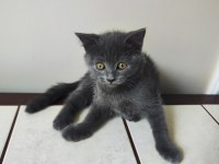 2 AYLIK SCOTTİSH STRAİGHT YAVRU KEDİM 2