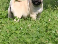 Köpekte kalite asla tesadüf değildir