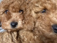 Orjinal toy poodle yavrular yeni yuvalarını arıyor