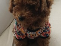 2 Aylık Erkek Toy Poodle