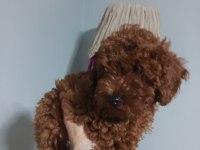 Irk garantili Red braun Korea kan toy poodle