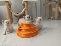 Bluepoint British Shorthair Yavruları A Kalite