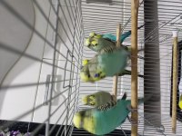 8 adet muhabbet kuşu