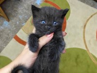 35 Günlük Erkek British Shorthair Bebeğim Yeni