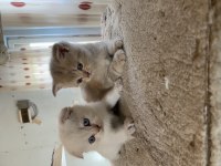 Dişi scottish fold boncuklar