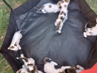 DİKKAT KALBİNİZİ ÇALMAYA GELDİLER PAMUK ÇOCUK KEDİLER
