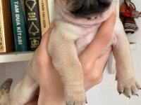 Orjinal Safkan Micro Boy Sıfır Boy Pug Yavrular