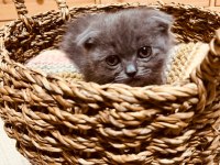 British ve Scottish fold harika yavrular