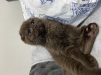 Scottish fold
