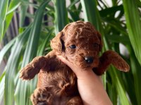EV ÜRETİMİ IRK VE SAĞLIK GARANTİLİ TOY POODLE KÖPEKLER