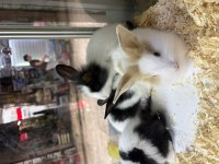 Hollanda lop tavşanlar