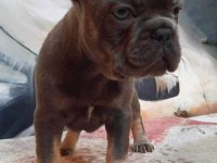 French Bulldog Yavruları