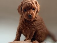 Kore kanı toy poodle bebeklerim