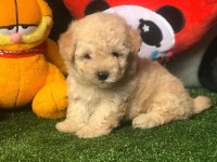 Dünya Tatlısı Maltipoo Yavruları