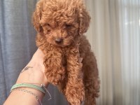 Evde büyüyen poodle yavrular