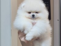 MİNİ BOY ORİJİNAL IRK POMERANİAN BOO DİŞİ