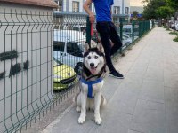 3 YAŞINDA AŞILARI EĞİTİMİ TAM HUSKY
