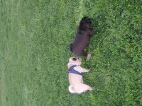 3 Yaşında Dişi Orjinal Pug Mops