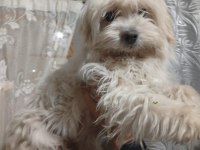 1.5 yaşında dişi köpeğimiz