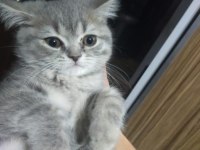 Yavrularımıza yuva arıyoruz scottish fold