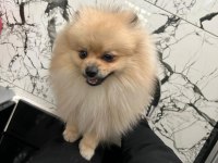 erkek eğitimli pomeranian boo