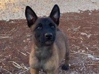 Belçika malinois köpeği