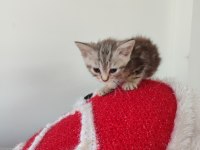 British shorthair bebekleri