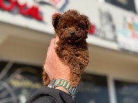 Petmode köpek çiftliğinden tea cup kore poodle