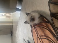 2 aylık siyam kedisi yavru dişi