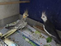 Yavru bakmış tecrübeli sultan papağanı takımlar