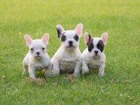 Fransız Bulldog yavrular