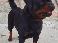 A Şecereli Üretim İzinli Yetişkin Dişi Rottweiler
