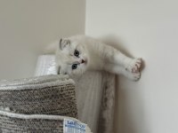 Scottish fold 2 aylık