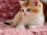 British golden ve British golden bicolor dişi yavrular