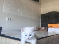 British shorthair yavrularıma yuva arıyorum