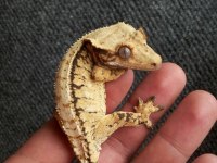 SÜPER GENETİKTE CRESTED GECKOLAR