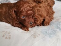 15 GÜNLÜK KORE KAN SAFKAN TOY POODLE BEBEKLER