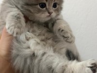 British Longhair Yavru