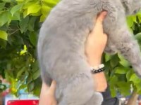 Full aşılı erkek scottish fold