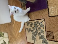 Oyuncu chinchilla kızım