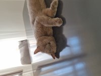 British shorthair erkek ücretsiz
