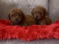 Toy Poodle Bebekleri